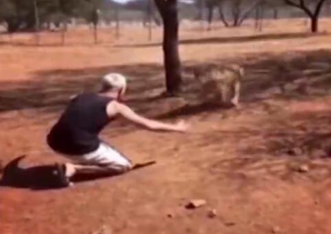 暖哭了!南非狮子扑男子火了 给你一只狮子你敢抱吗?