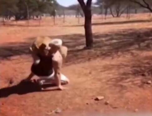暖哭了!南非狮子扑男子火了 给你一只狮子你敢抱吗?