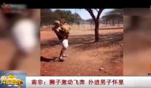 喵星属性一览无余！南非狮子扑男子 要抱抱求安慰超粘人