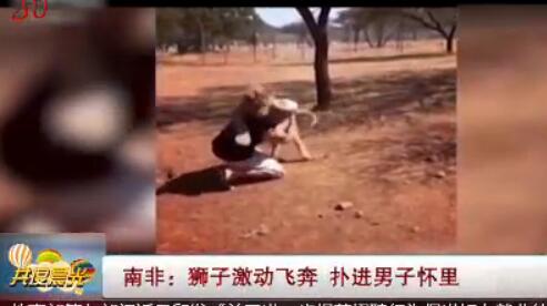 喵星属性一览无余！南非狮子扑男子 要抱抱求安慰超粘人
