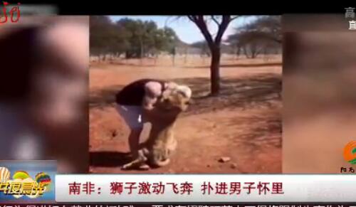 喵星属性一览无余！南非狮子扑男子 要抱抱求安慰超粘人