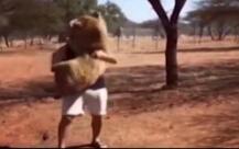 南非狮子扑男子 不可思议的友好互动的照片和视频曝光