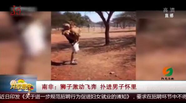 意想不到！南非狮子扑男子 这个庞然大物竟然像只无尾熊一样粘着主人