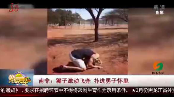 意想不到！南非狮子扑男子 这个庞然大物竟然像只无尾熊一样粘着主人