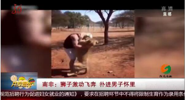 意想不到！南非狮子扑男子 这个庞然大物竟然像只无尾熊一样粘着主人