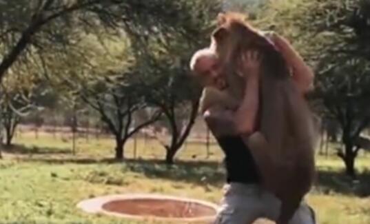 久别重逢！南非狮子扑男子 94公斤重的小狮子被抱起高兴地像个孩子