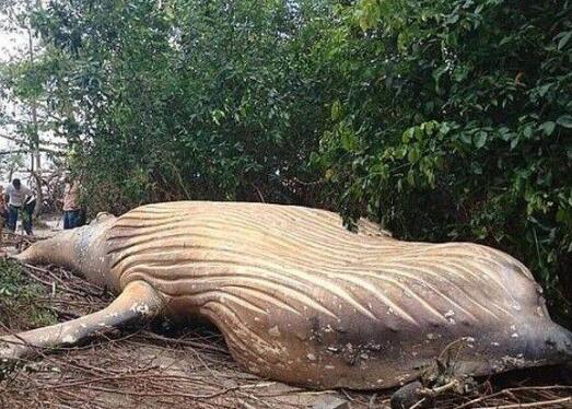 惊呆了!巴西惊现头鲸尸体 重达10吨座头鲸尸体距海边15米如何做到的?