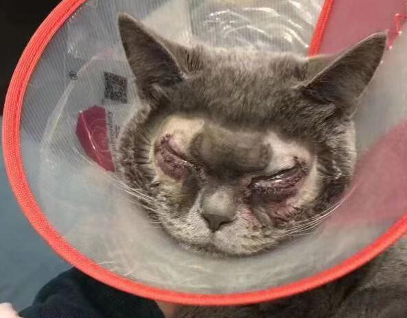 惊呆了!万元给猫割双眼皮具体什么情况?还原事发详情始末