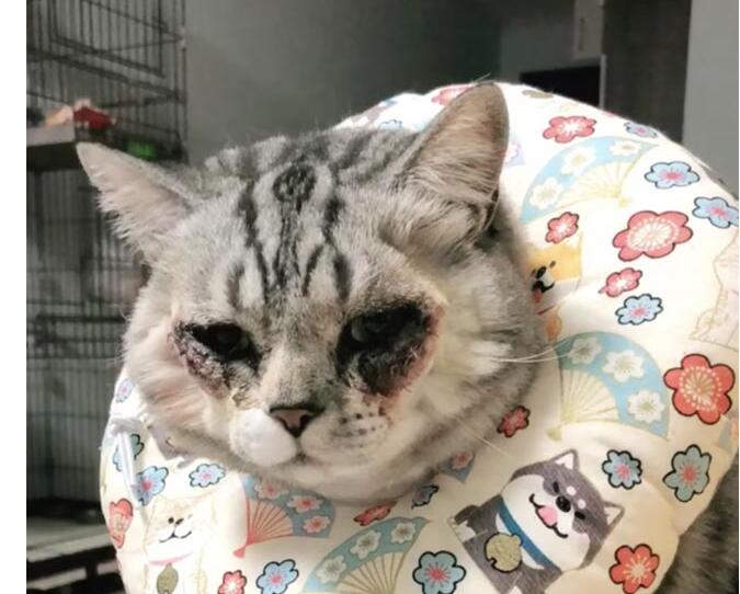 爱猫还是害猫？万元给猫割双眼皮 刚下手术台的猫双眼红肿变这样