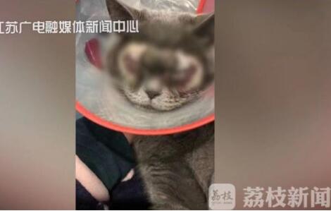 生活已经拿小猫咪开刀了!万元给猫割双眼皮 被质疑残忍