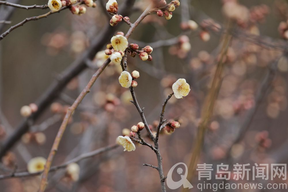 青岛：花情探营 梅花枝头春意闹 动人景色此中寻