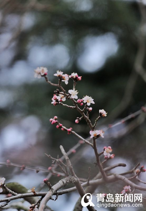 青岛：花情探营 梅花枝头春意闹 动人景色此中寻