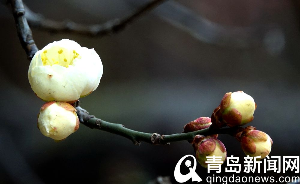 青岛：花情探营 梅花枝头春意闹 动人景色此中寻