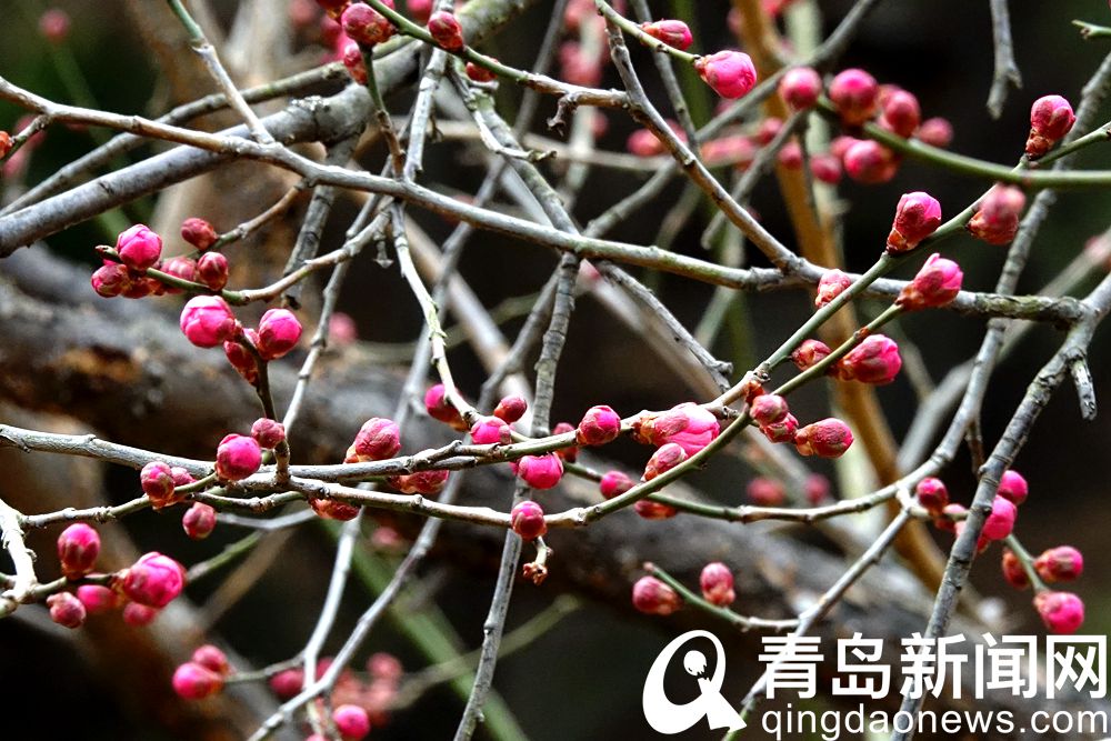 青岛：花情探营 梅花枝头春意闹 动人景色此中寻