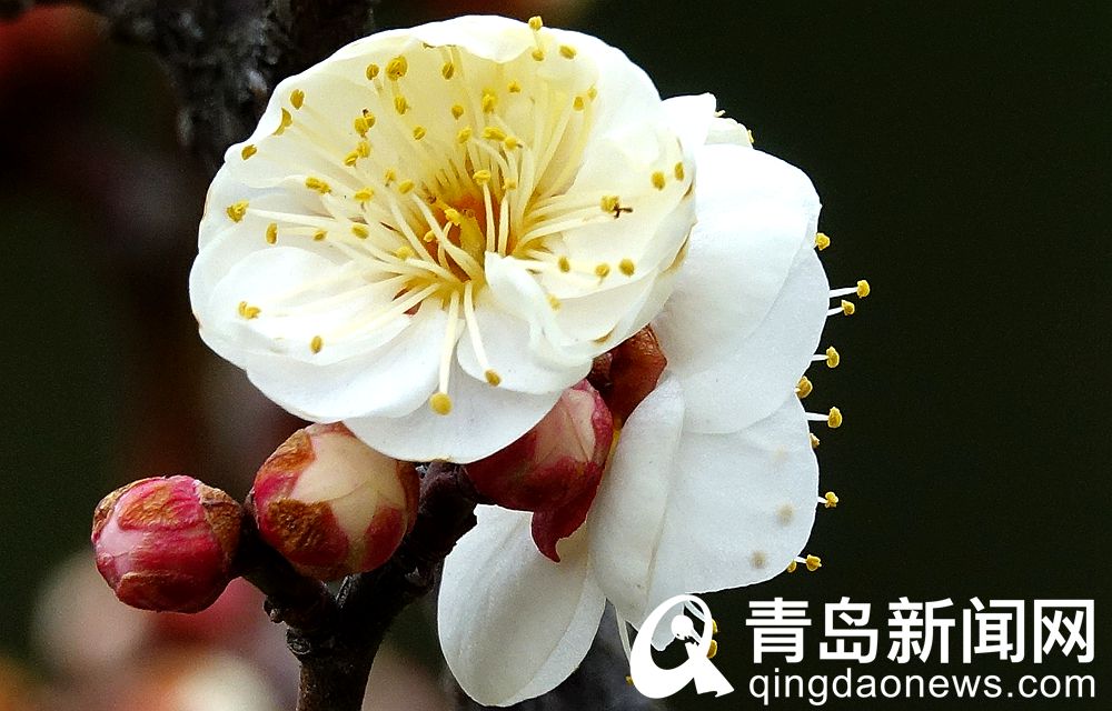 青岛：花情探营 梅花枝头春意闹 动人景色此中寻