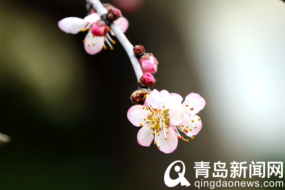 青岛：花情探营 梅花枝头春意闹 动人景色此中寻
