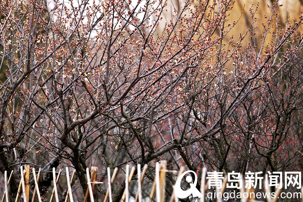 青岛：花情探营 梅花枝头春意闹 动人景色此中寻