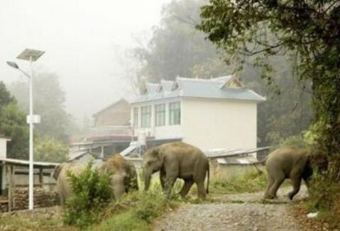 惊呆了!妇女被野象袭击具体是什么情况?还原事发详情始末