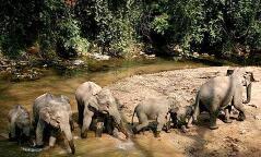 惊呆了！妇女被野象袭击 野象为什么会袭击妇女呢?