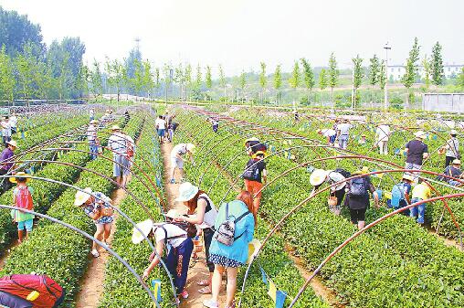 时隔一年，乡村振兴交出“济南答卷”