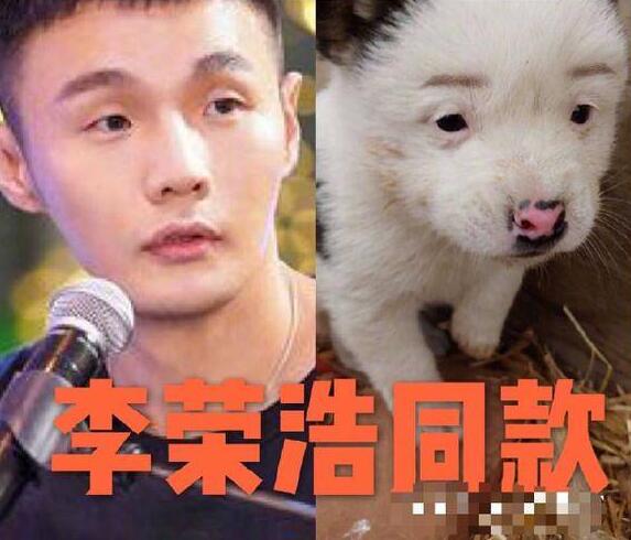 李荣浩同款狗狗具体是什么情况?这到底是个什么梗? 