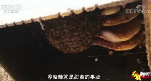 十八洞村精准扶贫的“甜蜜答卷”