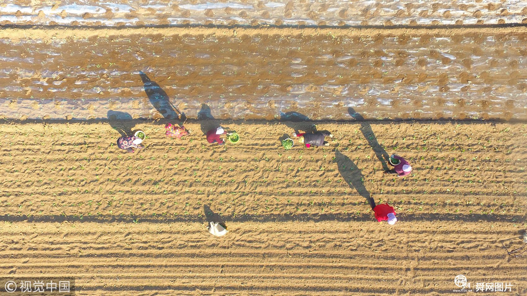 山东聊城：春来甘蓝栽种忙 