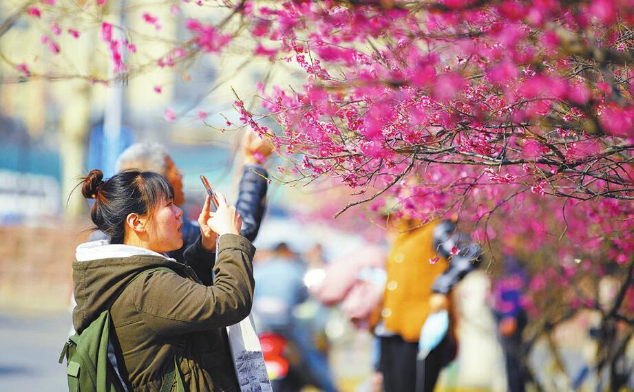 探春闻香韵 赏梅正当时