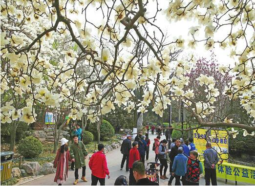 百花公园玉兰花开春色迷人