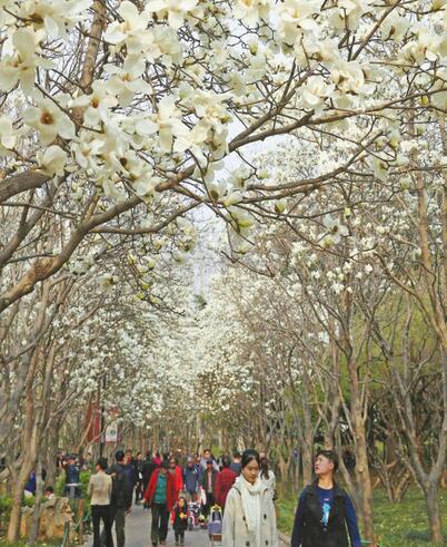 百花公园玉兰花开春色迷人