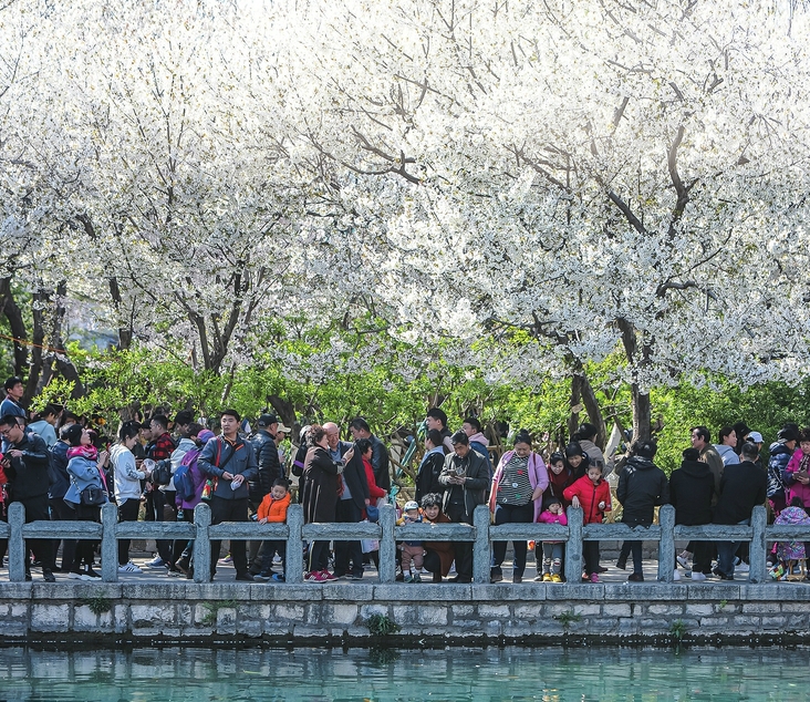 “樱”为“花”火了 济南五龙潭堪比黄金周