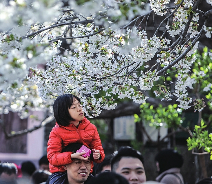“樱”为“花”火了 济南五龙潭堪比黄金周