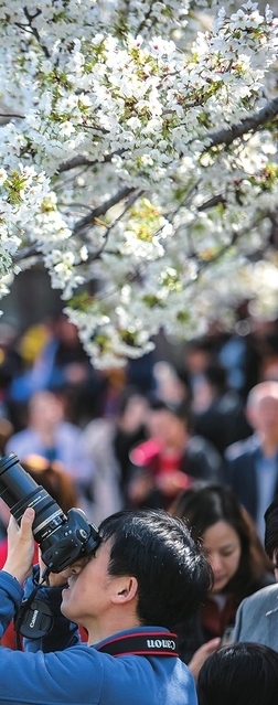 “樱”为“花”火了 济南五龙潭堪比黄金周