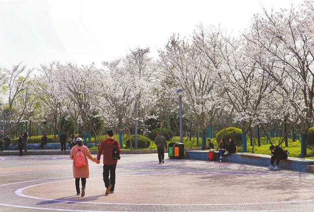 济南滨湖广场樱花烂漫美如画卷