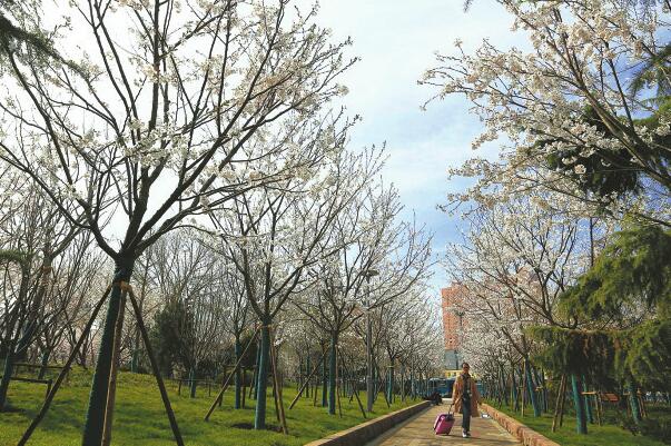 济南滨湖广场樱花烂漫美如画卷