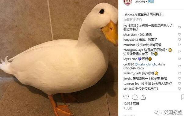 惊呆了！王思聪买的鸭子 这到底是个什么梗？