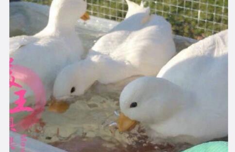 王可可小公主失宠? 王思聪买的鸭子这么贵！什么品种？