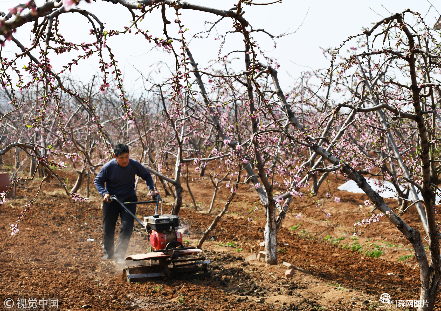 山东枣庄:农民春日劳作忙