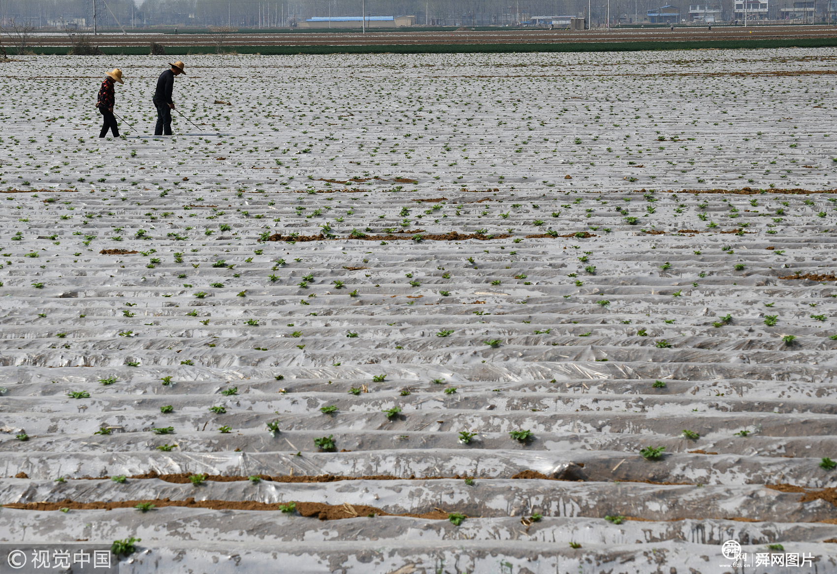 山东枣庄:农民春日劳作忙