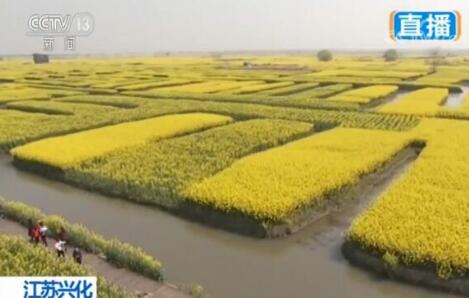 江苏兴化:河有万湾多碧水 田无一垛不黄花