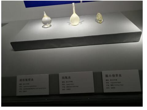 参观山东省博物馆“海洋之心——有孔虫科普展”活动