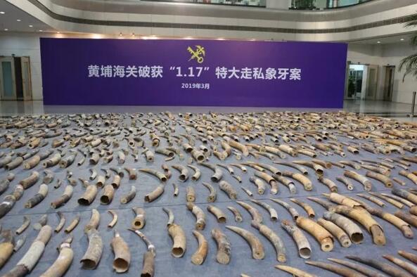 海关总署发布打击象牙等濒危物种及其制品走私十大典型案例