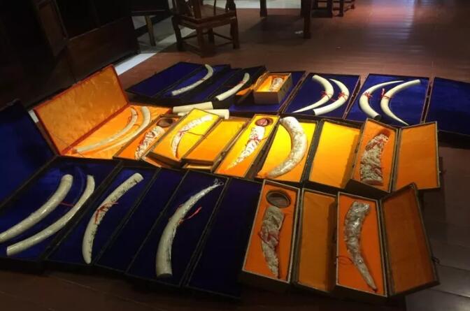 海关总署发布打击象牙等濒危物种及其制品走私十大典型案例
