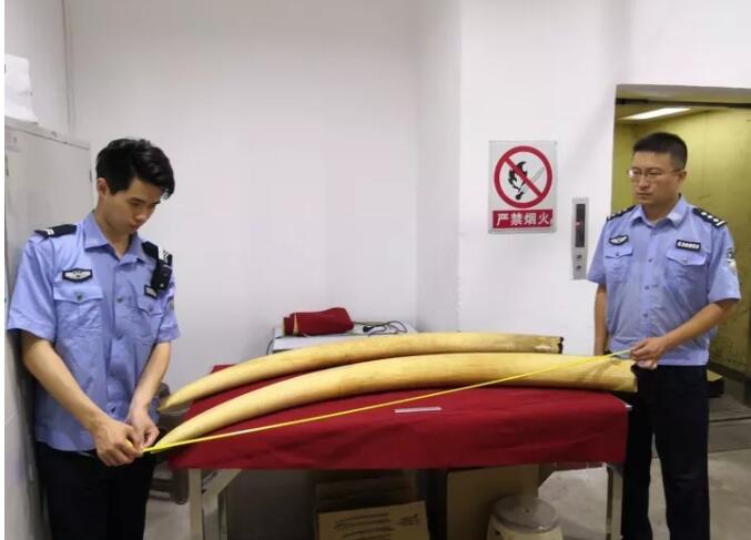 海关总署发布打击象牙等濒危物种及其制品走私十大典型案例