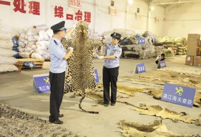 海关总署发布打击象牙等濒危物种及其制品走私十大典型案例