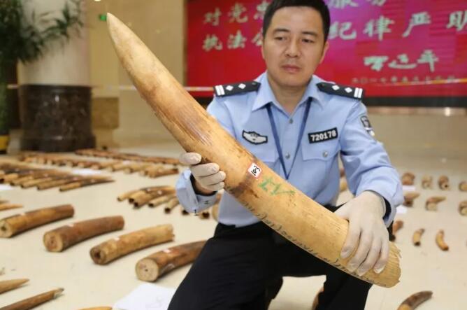 海关总署发布打击象牙等濒危物种及其制品走私十大典型案例