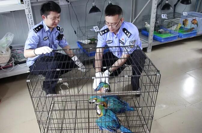 海关总署发布打击象牙等濒危物种及其制品走私十大典型案例