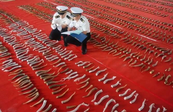 海关总署发布打击象牙等濒危物种及其制品走私十大典型案例