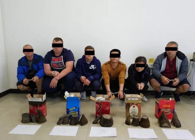 海关总署发布打击象牙等濒危物种及其制品走私十大典型案例