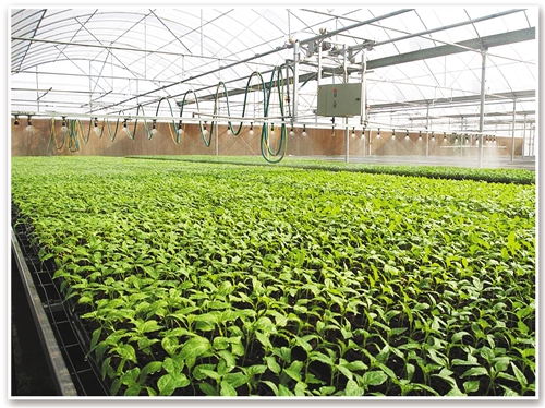 【壮丽70年·奋斗新时代】寿光之光——来自山东省寿光市的蹲点报告